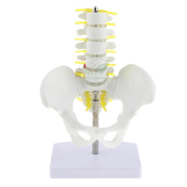 Human Pelvis Structural Model With 5 Pcs Lumbar Vertebrae