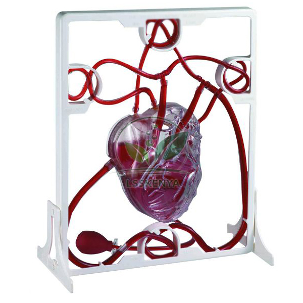 Pumping Heart Model