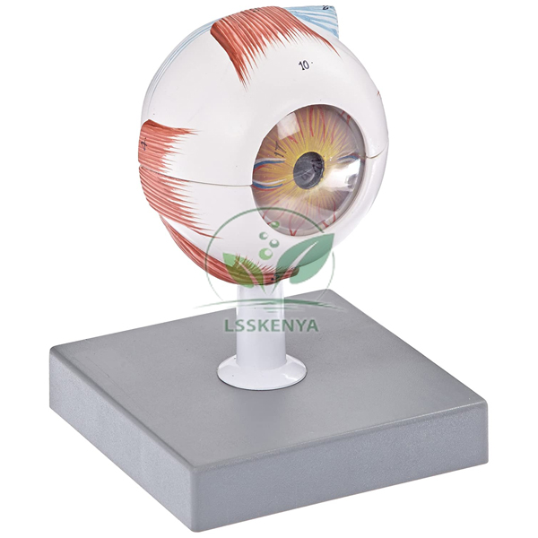 Human Eye Model