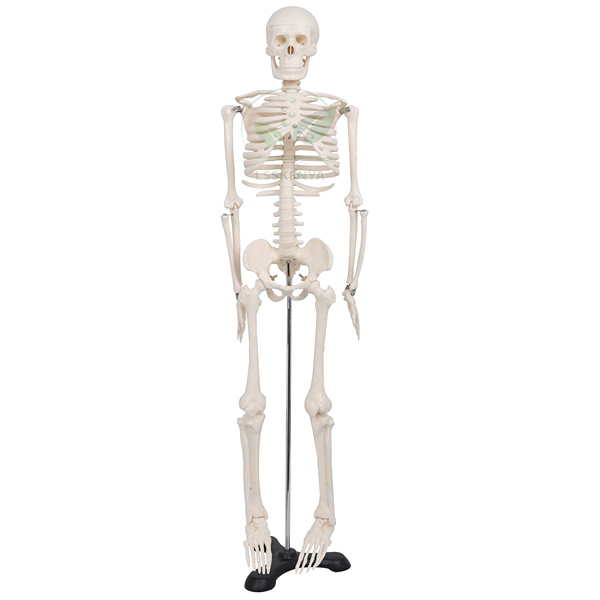 Human Skeleton Model, Superior