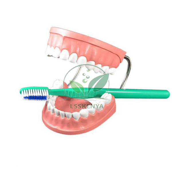 Giant Teeth And Toothbrush