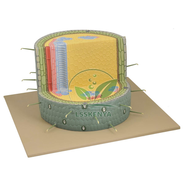 Dicot Woody Stem Model